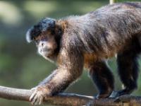 10 Zoo Hellbrunn - Salzburg